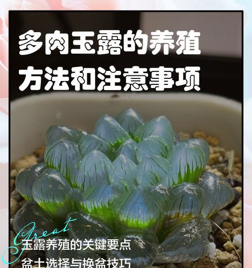 玉露多肉夏天浇水的正确方法是什么？