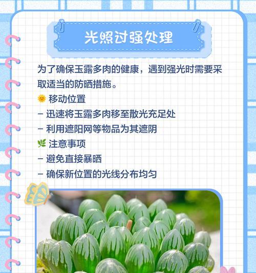 玉露多肉夏天浇水的正确方法是什么？