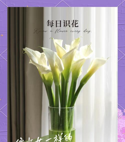 马蹄莲夏季养护需要注意什么？