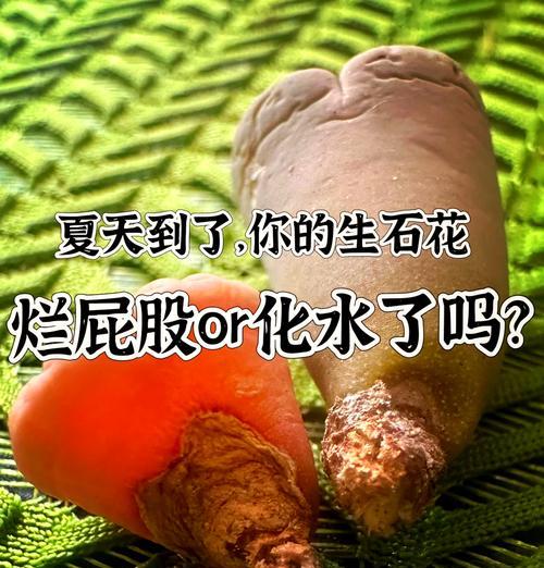 生石花底部腐烂了怎么处理？