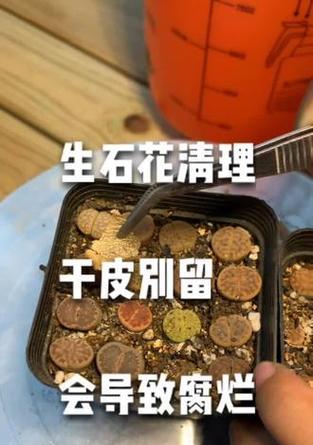 生石花底部腐烂了怎么处理？