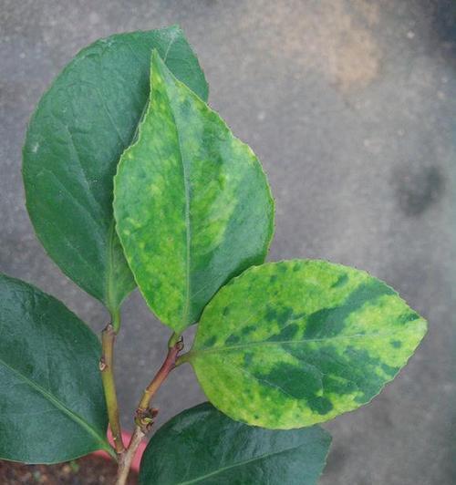 植物叶子焦黄是什么原因？如何解决？