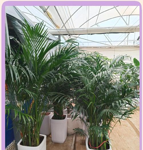 植物叶子焦黄是什么原因？如何解决？