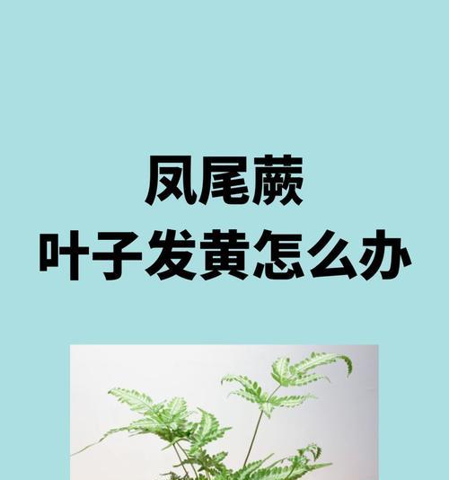 植物叶子焦黄是什么原因？如何解决？
