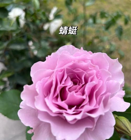 月季有哪些最新品种？最新月季品种的特点是什么？