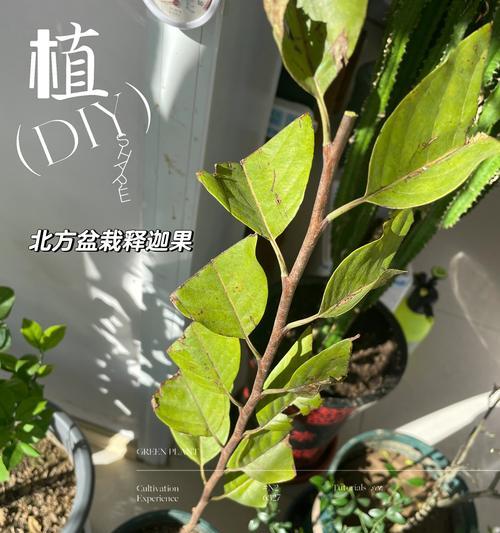 盆栽果树修剪的最佳时机是什么时候？盆栽果树修剪的技巧有哪些？