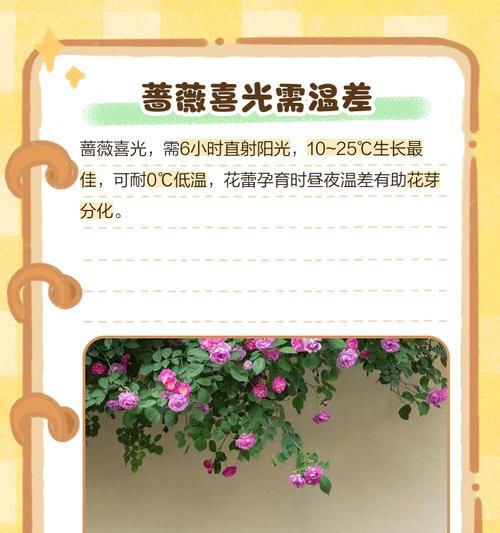 蔷薇种子种植的步骤和注意事项？