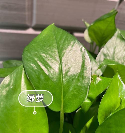 绿萝插种步骤是什么？