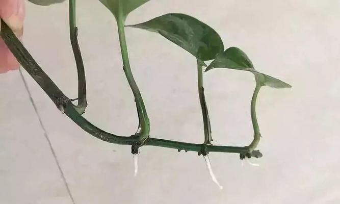 绿萝插种步骤是什么？