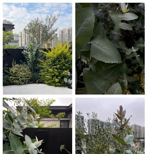 桉树的开花季节是什么时候？