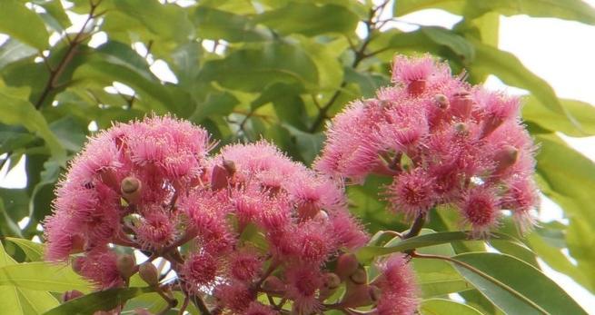 桉树的开花季节是什么时候？