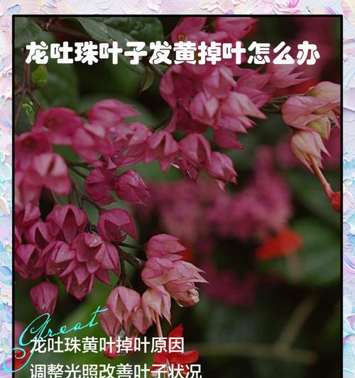 龙吐珠的修剪技巧和最佳时间是什么？