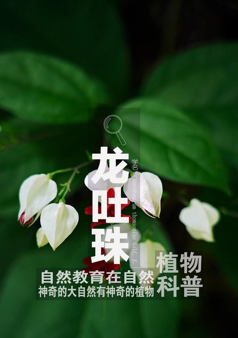 龙吐珠的修剪技巧和最佳时间是什么？