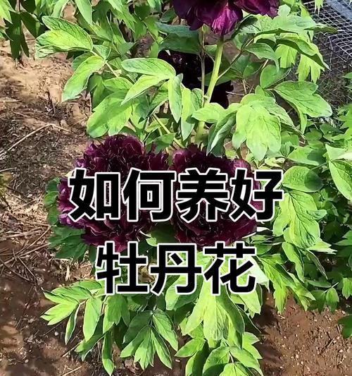 牡丹花养护技巧是什么？牡丹花的养护方法有哪些？