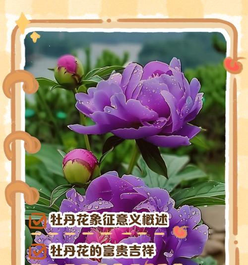 牡丹花养护技巧是什么？牡丹花的养护方法有哪些？