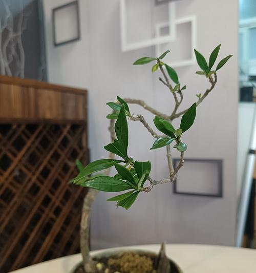 栀子盆景养护技巧有哪些？