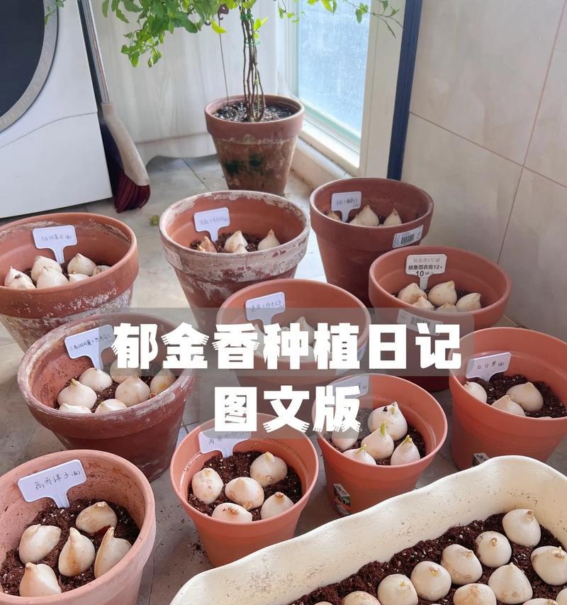 郁金香栽培的步骤和要点有哪些？