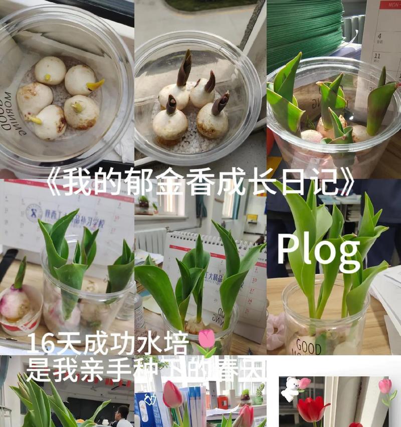 郁金香栽培的步骤和要点有哪些？