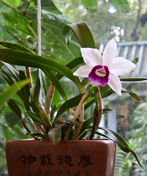 兰花品种全览？如何鉴别兰花的种类？