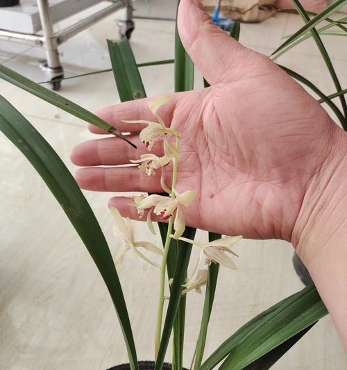 兰花品种全览？如何鉴别兰花的种类？