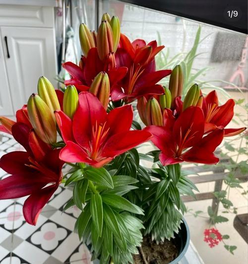 百合花有哪些种类？不同种类的百合特点是什么？