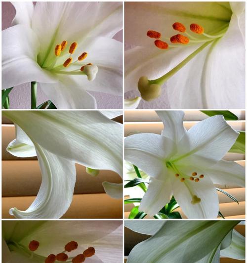 百合花有哪些种类？不同种类的百合特点是什么？