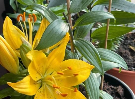百合花有哪些种类？不同种类的百合特点是什么？