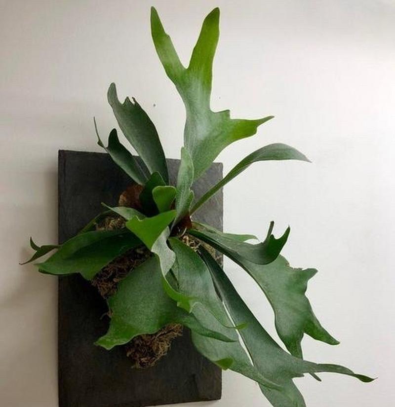 喜阴植物有哪些种类？如何为喜阴植物创造适宜环境？