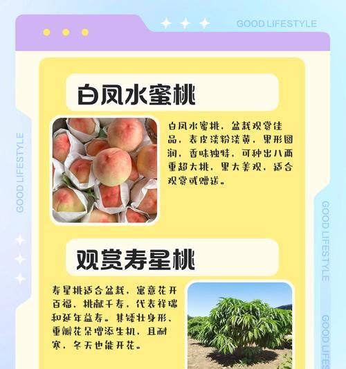 盆栽桃树的养护方法和常见问题解答？