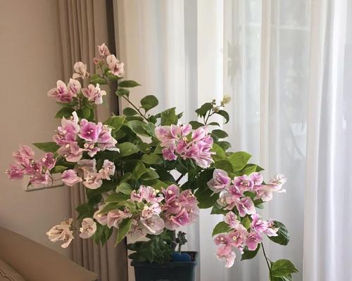 三角梅落花的常见原因是什么？