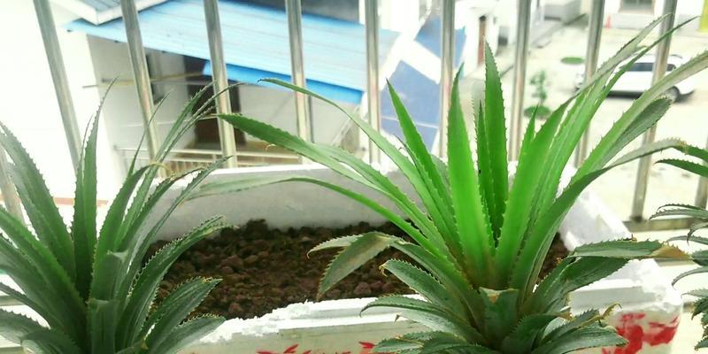菠萝头种植的步骤和技巧是什么？