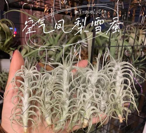 菠萝头种植的步骤和技巧是什么？