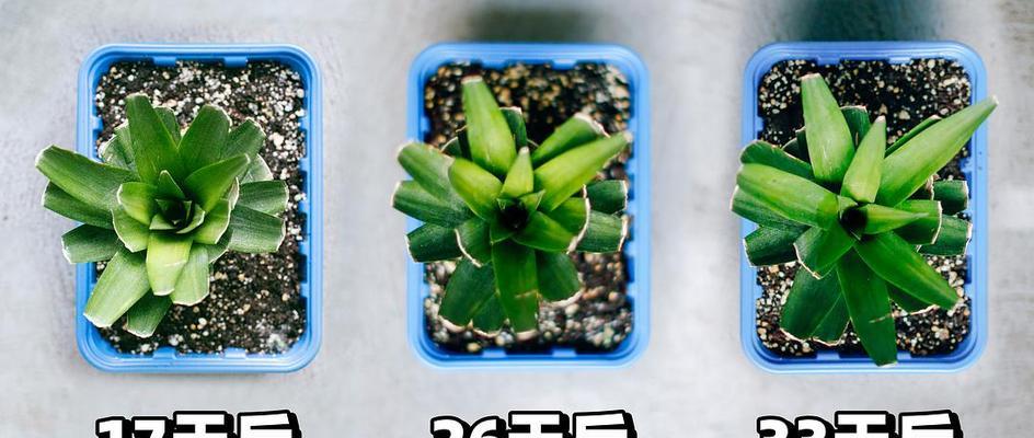 菠萝头种植的步骤和技巧是什么？