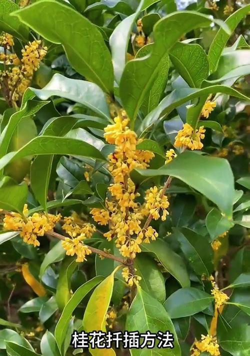 桂花嫁接的方法和技巧是什么？