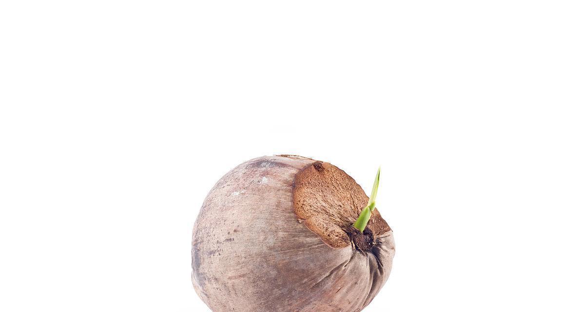 椰子播种的最佳时机是什么时候？播种后如何管理？