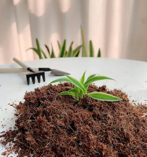 椰子播种的最佳时机是什么时候？播种后如何管理？