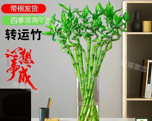 转运竹如何用水培法养护？需要注意哪些事项？