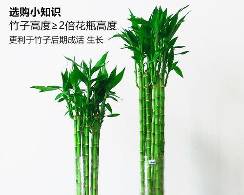 转运竹如何用水培法养护？需要注意哪些事项？