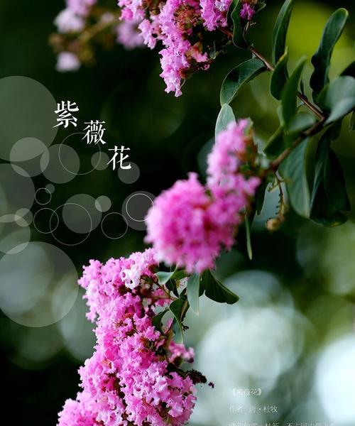 紫薇花的花语代表什么？紫薇花的象征意义有哪些？
