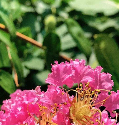 紫薇花的花语代表什么？紫薇花的象征意义有哪些？