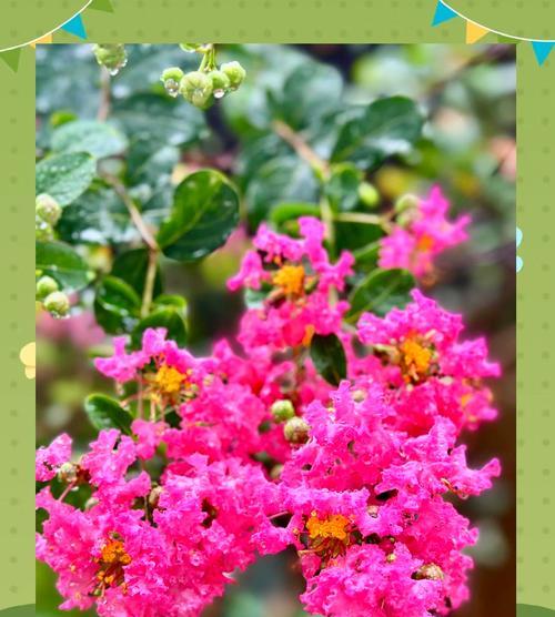 紫薇花的花语代表什么？紫薇花的象征意义有哪些？