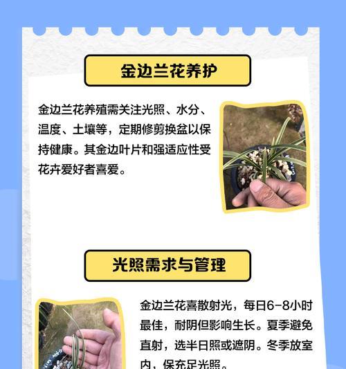 兰花应该怎么养？兰花养护全攻略！