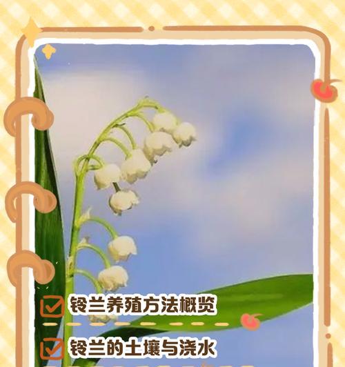 兰花应该怎么养？兰花养护全攻略！