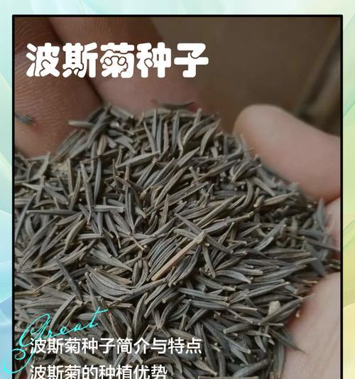 波斯菊种子播种步骤是什么？