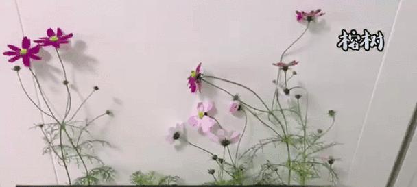 波斯菊种子播种步骤是什么？