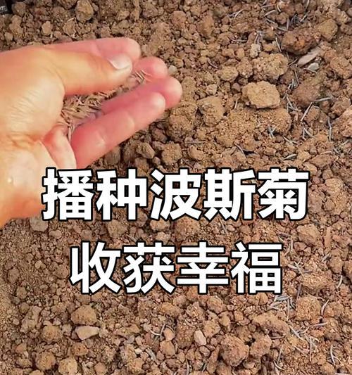 波斯菊种子播种步骤是什么？