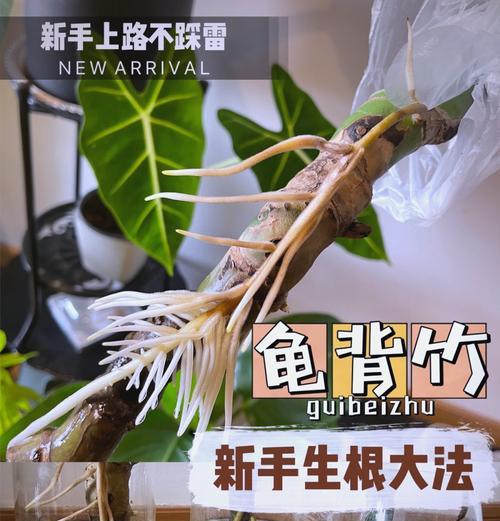 龟背竹修剪技巧和注意事项是什么？