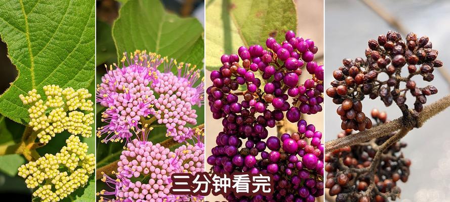 紫珠的养殖方法有哪些？如何让紫珠长得更茂盛？