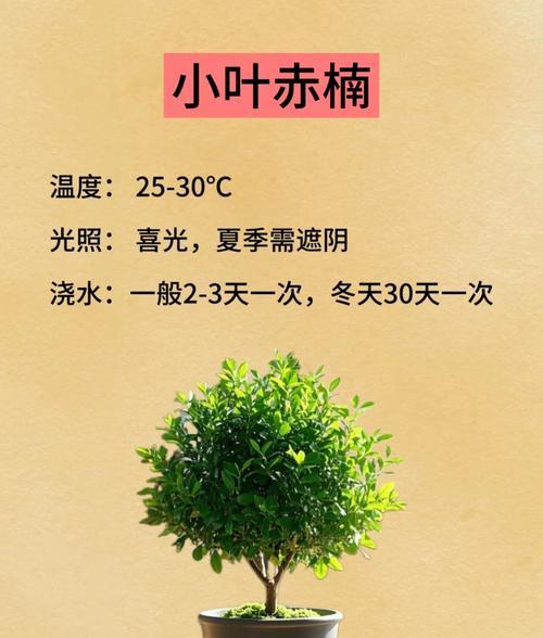 小盆景养护方法是什么？
