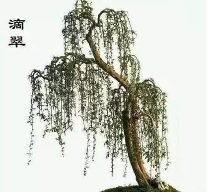 小盆景养护方法是什么？